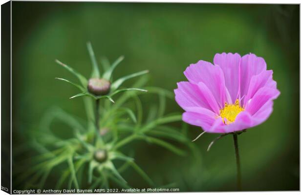 Cosmos in flower with buds and foliage. Canvas Print by Anthony David Baynes ARPS
