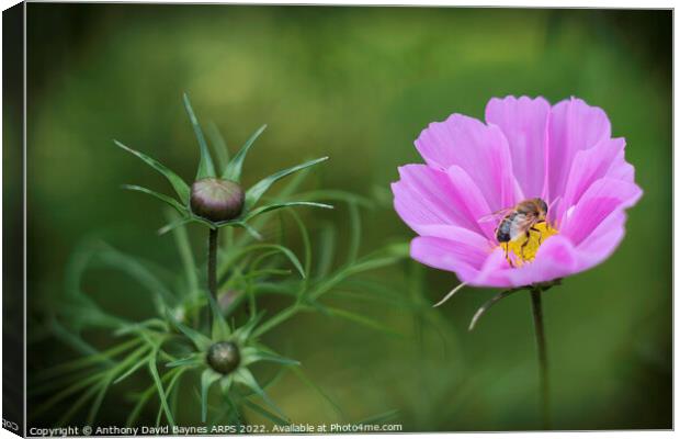 Bee on pink Cosmos Canvas Print by Anthony David Baynes ARPS
