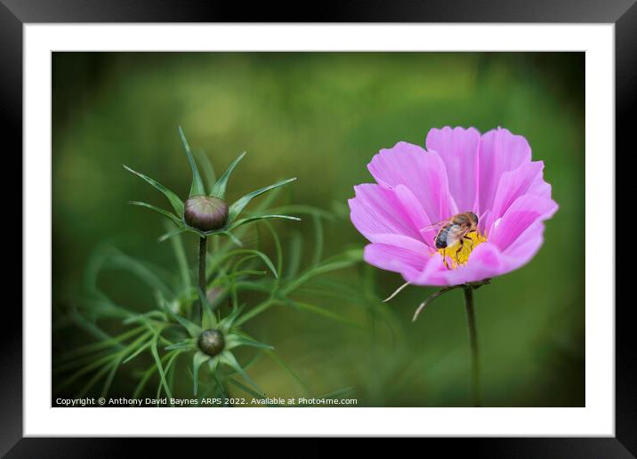 Bee on pink Cosmos Framed Mounted Print by Anthony David Baynes ARPS