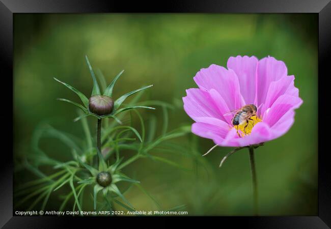 Bee on pink Cosmos Framed Print by Anthony David Baynes ARPS