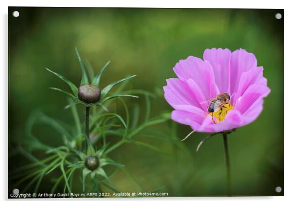 Bee on pink Cosmos Acrylic by Anthony David Baynes ARPS