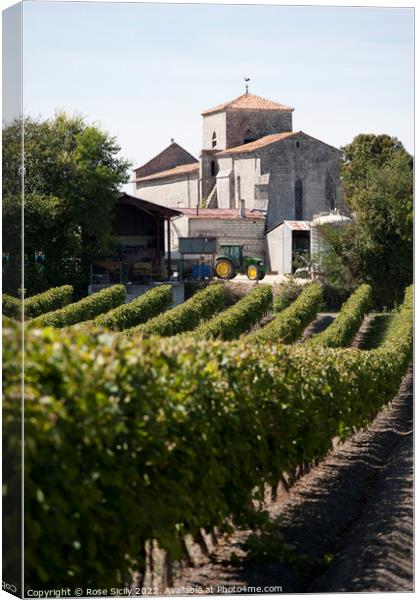 Grape vineyards, Cognac Charente-Maritime France Canvas Print by Rose Sicily
