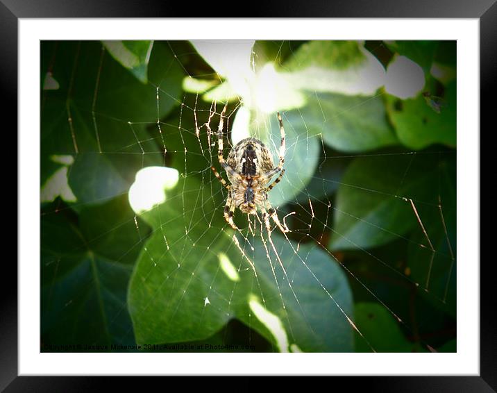 SPIDER AND THE SPIDER'S WEB Framed Mounted Print by Jacque Mckenzie
