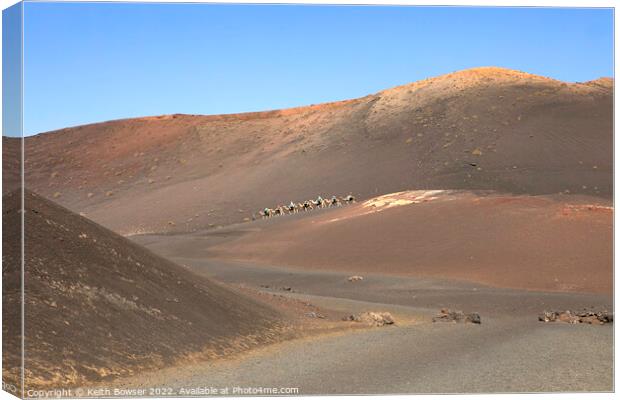 Camel train crossing the Timanfaya National Park, Lanzarote Canvas Print by Keith Bowser