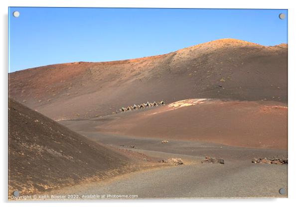 Camel train crossing the Timanfaya National Park, Lanzarote Acrylic by Keith Bowser