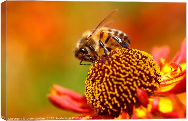 Honey Bee Pollinating Canvas Print by Drew Gardner