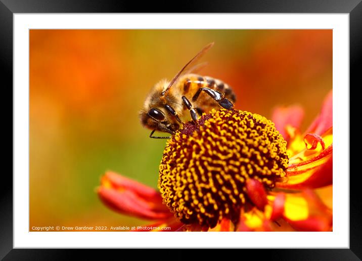 Honey Bee Pollinating Framed Mounted Print by Drew Gardner