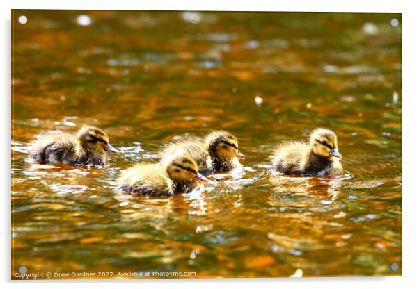 Swimming Ducklings Acrylic by Drew Gardner
