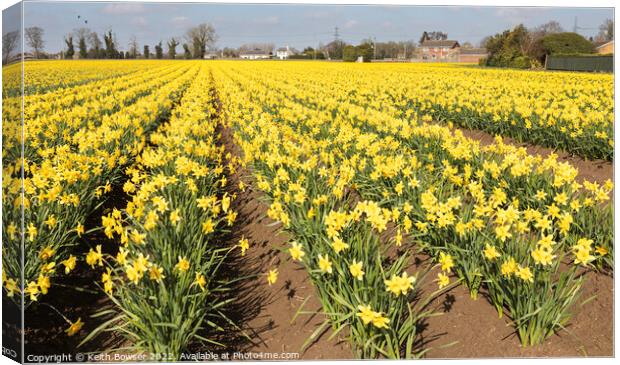 Cultivated field of daffodils in full bloom Canvas Print by Keith Bowser
