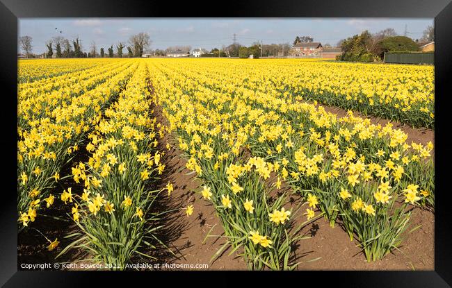 Cultivated field of daffodils in full bloom Framed Print by Keith Bowser