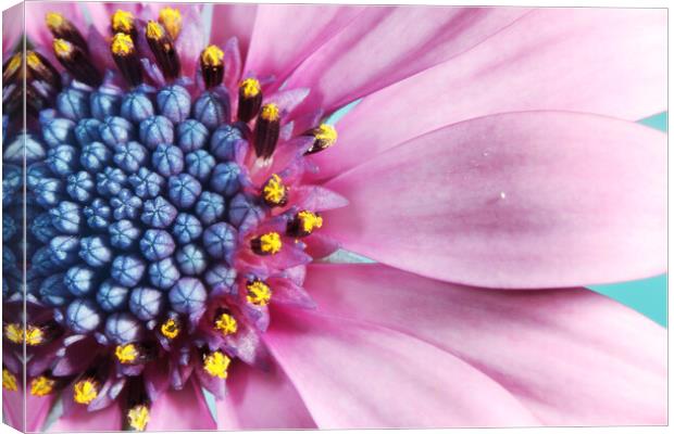 Daisy in Baby Pink Canvas Print by Sharon Johnstone