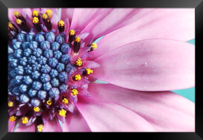 Daisy in Baby Pink Framed Print by Sharon Johnstone