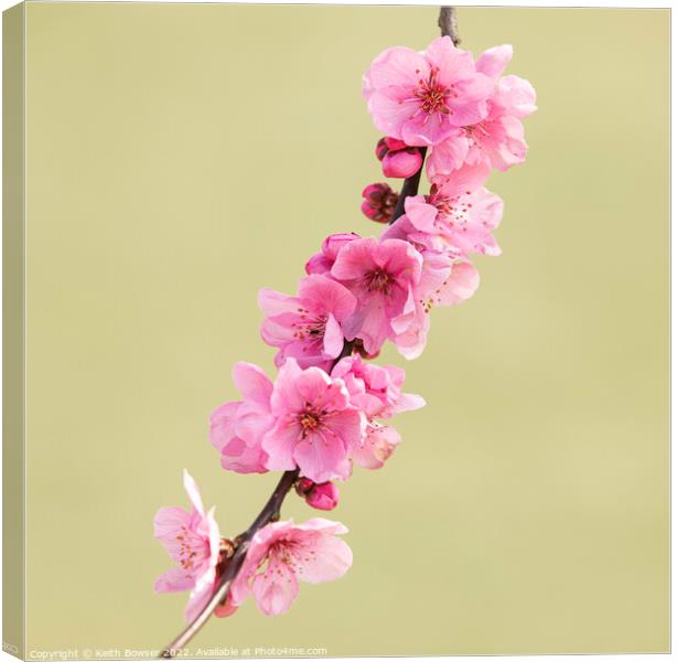 Pink cherry blossom on a single branch Canvas Print by Keith Bowser