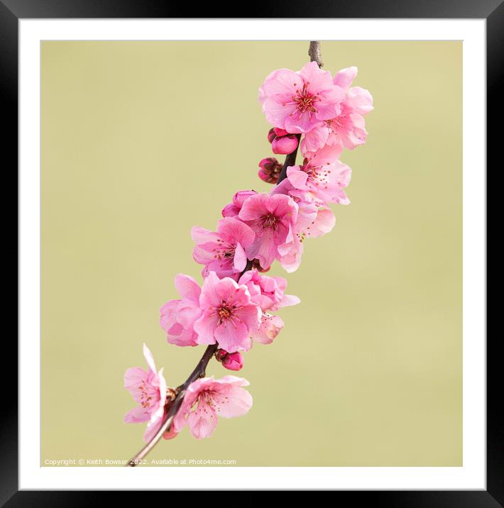 Pink cherry blossom on a single branch Framed Mounted Print by Keith Bowser