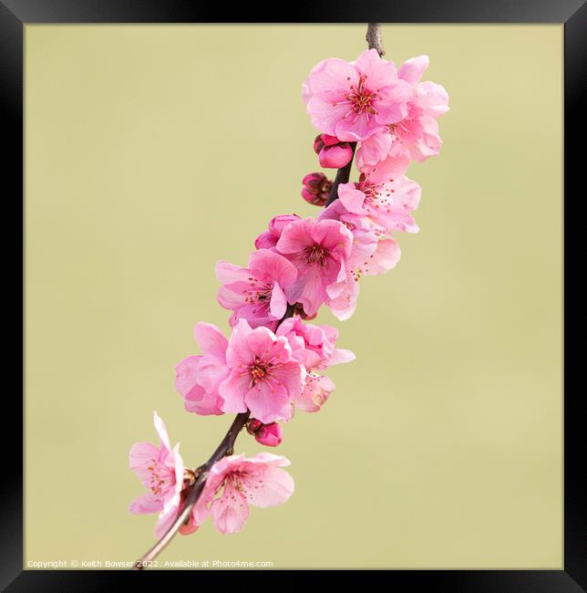 Pink cherry blossom on a single branch Framed Print by Keith Bowser