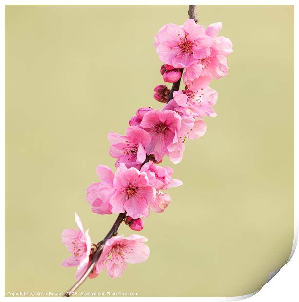 Pink cherry blossom on a single branch Print by Keith Bowser