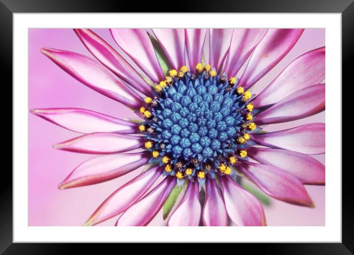 Daisy in Pretty Pink Framed Mounted Print by Sharon Johnstone