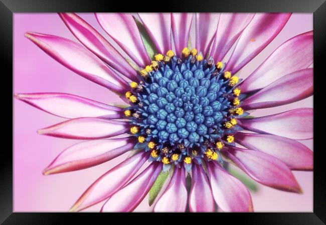 Daisy in Pretty Pink Framed Print by Sharon Johnstone