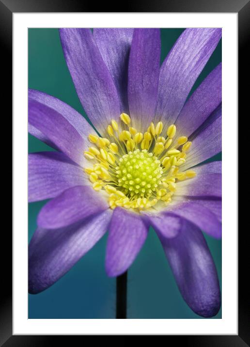 Spring Anemone Framed Mounted Print by Sharon Johnstone
