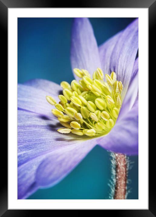 Spring Blues Framed Mounted Print by Sharon Johnstone
