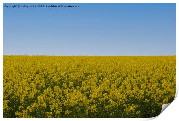 Cornish Rapeseed  with blue sky Print by kathy white