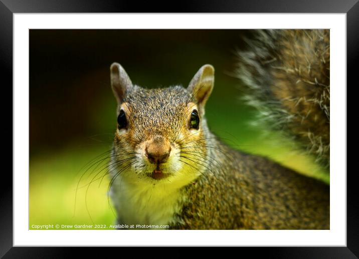 Inquisitive Squirrel  Framed Mounted Print by Drew Gardner