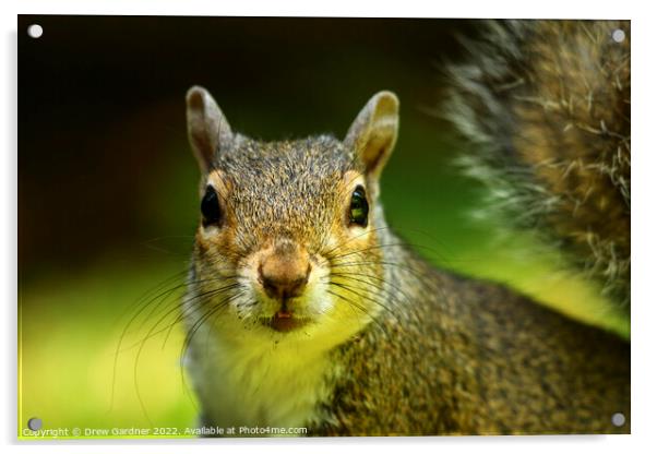 Inquisitive Squirrel  Acrylic by Drew Gardner