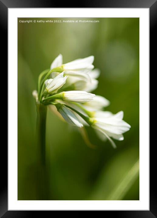 Snowbell white wild flower Framed Mounted Print by kathy white