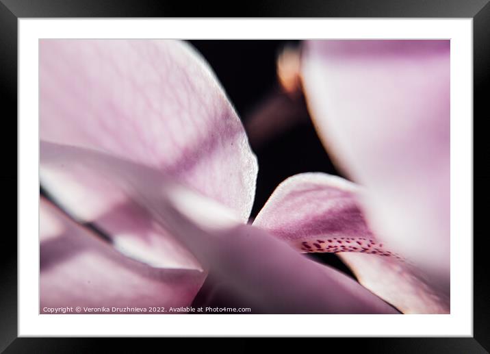 Plant flower. Flora macro orchid Framed Mounted Print by Veronika Druzhnieva