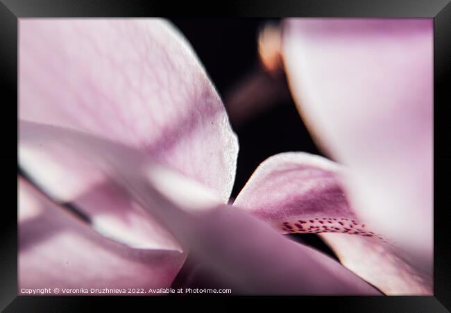 Plant flower. Flora macro orchid Framed Print by Veronika Druzhnieva