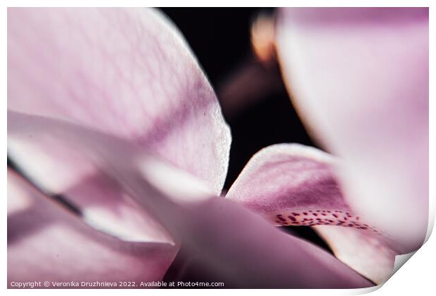 Plant flower. Flora macro orchid Print by Veronika Druzhnieva