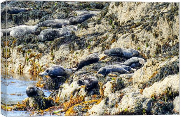 Seals Enjoying the Isle of Man's Rocky Shoreline Canvas Print by Roger Mechan