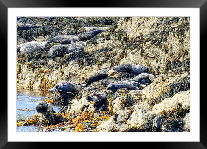 Seals Enjoying the Isle of Man's Rocky Shoreline Framed Mounted Print by Roger Mechan