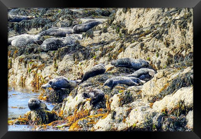 Seals Enjoying the Isle of Man's Rocky Shoreline Framed Print by Roger Mechan