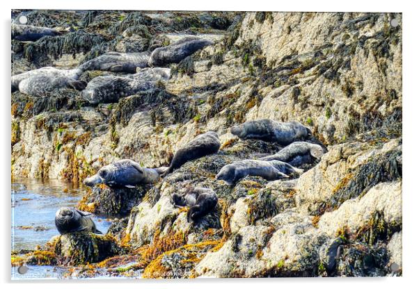 Seals Enjoying the Isle of Man's Rocky Shoreline Acrylic by Roger Mechan