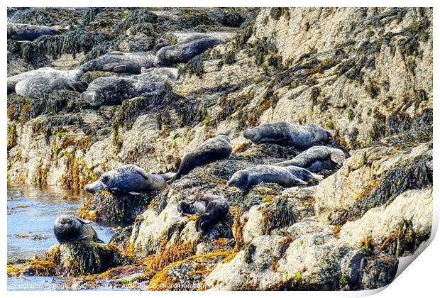 Seals Enjoying the Isle of Man's Rocky Shoreline Print by Roger Mechan