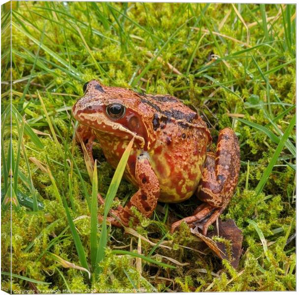A frog sitting on the grass Canvas Print by Kayleigh Maughan