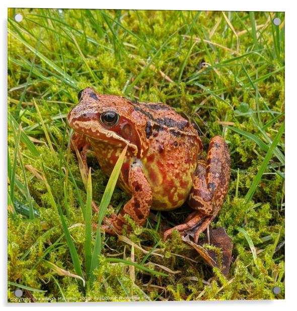 A frog sitting on the grass Acrylic by Kayleigh Maughan