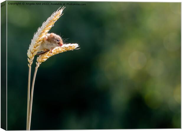 Harvest Mouse Canvas Print by Angela Aird