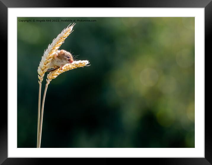 Harvest Mouse Framed Mounted Print by Angela Aird