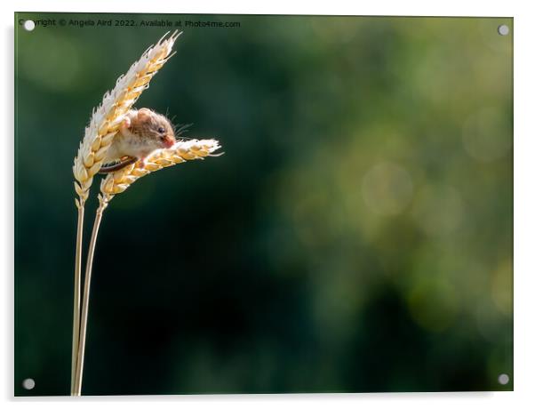 Harvest Mouse Acrylic by Angela Aird