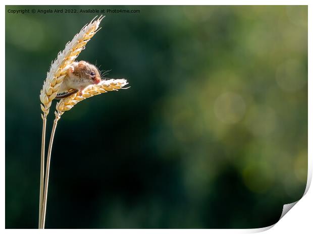 Harvest Mouse Print by Angela Aird
