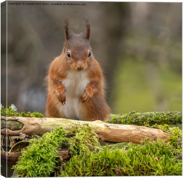 Red Squirrel. Canvas Print by Angela Aird