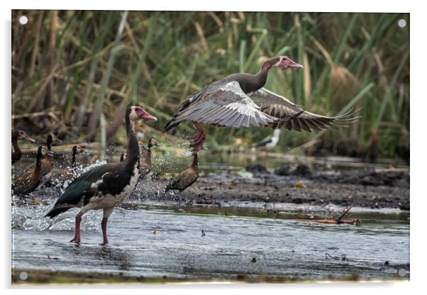 Spur-winged Geese, No. 3 Acrylic by Belinda Greb