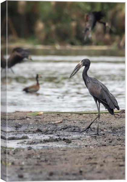 African Openbill, No. 3 Canvas Print by Belinda Greb