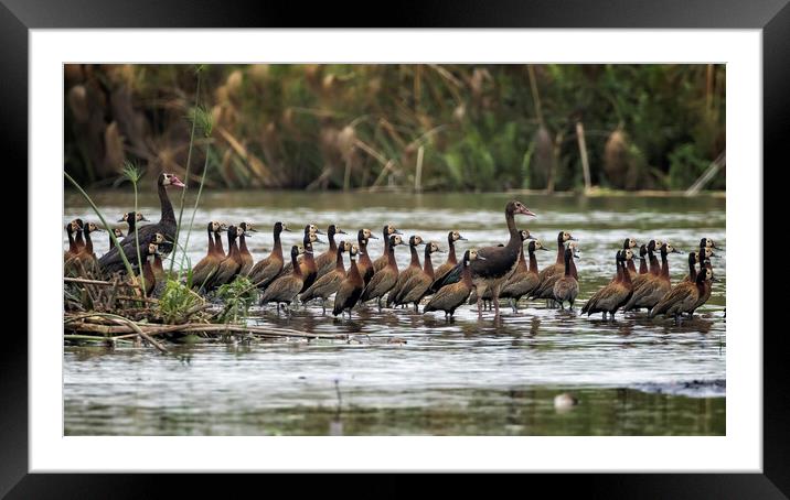 Spur-winged Geese and White-faced Whistling Ducks Framed Mounted Print by Belinda Greb