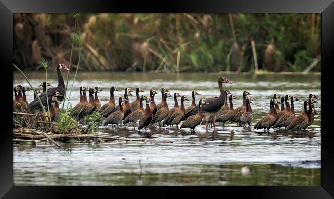Spur-winged Geese and White-faced Whistling Ducks Framed Print by Belinda Greb