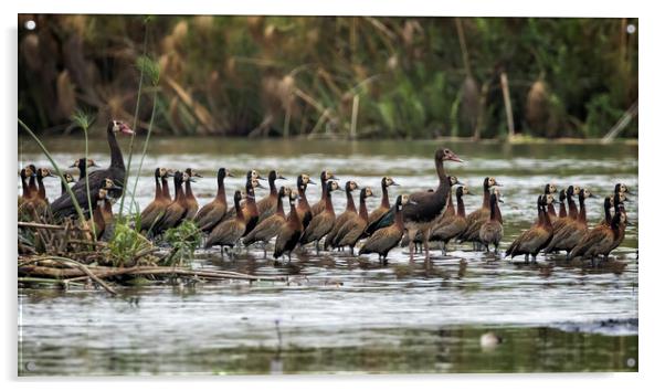 Spur-winged Geese and White-faced Whistling Ducks Acrylic by Belinda Greb