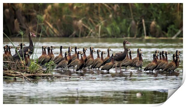Spur-winged Geese and White-faced Whistling Ducks Print by Belinda Greb