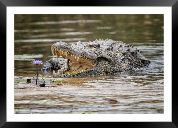 Crocodile and Water Lily, No. 1 Framed Mounted Print by Belinda Greb